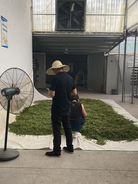 Everything I know About White Tea So Far