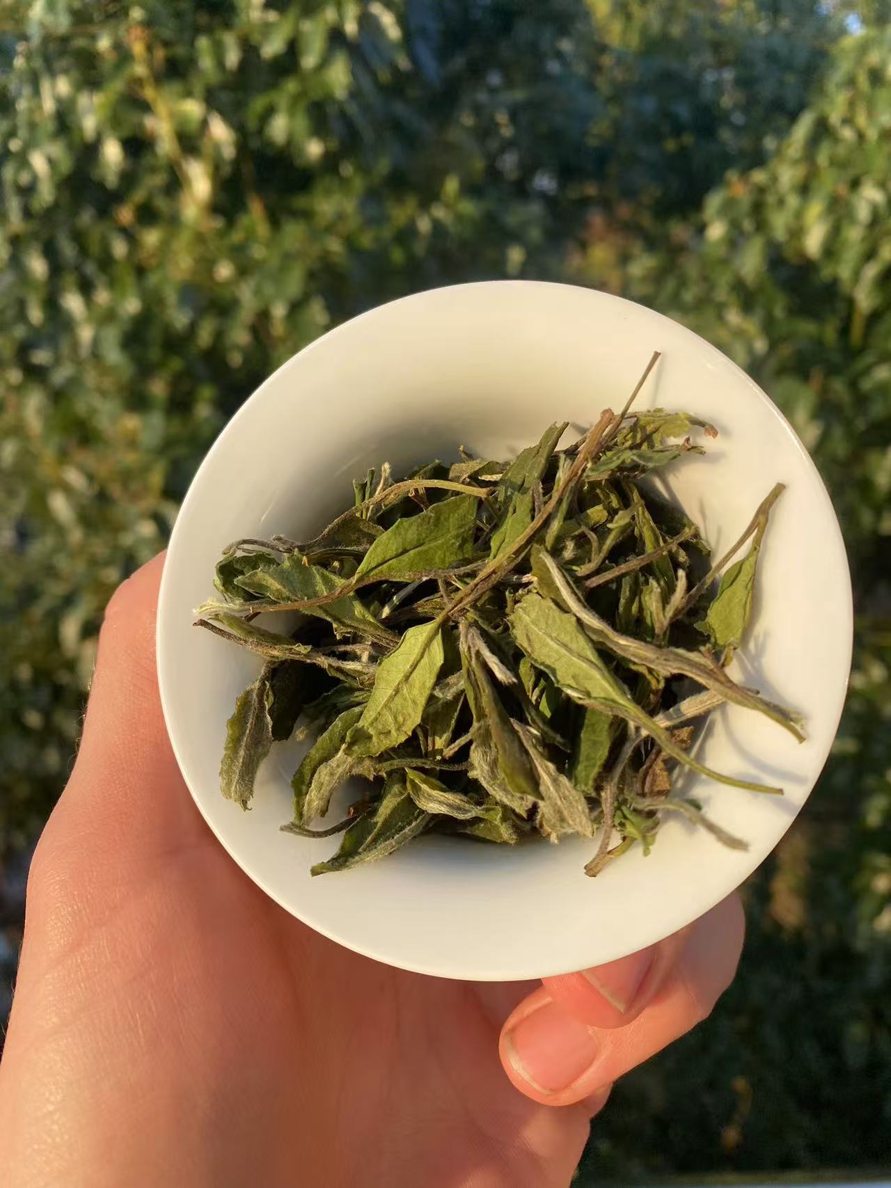A Brief Intro to Little Veggie White tea – The Sweetest Dew