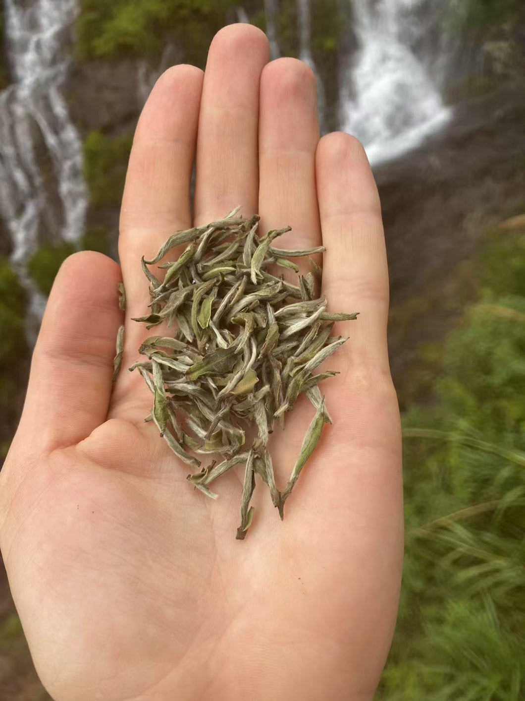 Vanilla Bean Aroma Wild Silver Needle