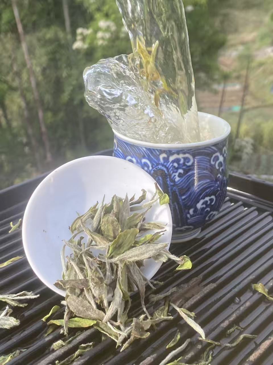 春芽甘露白茶 (Sweet Dew White Tea) Fu Ding Tea – The Sweetest Dew