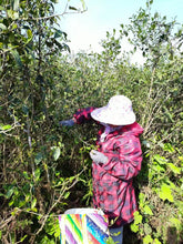 Load image into Gallery viewer, Fu Ding Tie Guan Yin Red Tea
